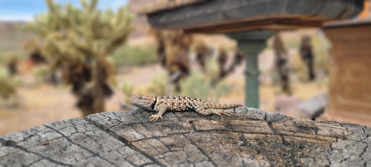 lizard seen in the Mojave Desert during an ATV/RZR Gold Mine Tour
